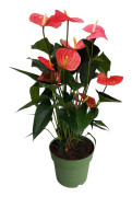 Rosenkalla - Anthurium 'Maine Pink' - Höjd 55-70cm - ø17cm