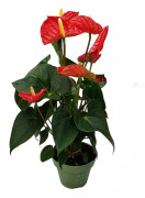 Rosenkalla - Anthurium 'Madural Red' - Höjd 40-45cm - ø14cm
