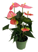 Rosenkalla - Anthurium 'Colorado Pink' - Höjd 40-55cm - ø14cm