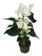 Rosenkalla - Anthurium 'Alaska White' - Höjd 55-70cm - ø17cm