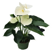 Rosenkalla - Anthurium 'Alpine White' - Höjd 40-55cm - ø14cm