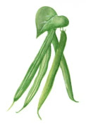 Brytböna Maxi - Phaseolus vulgaris Maxi