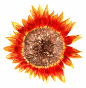 Solros Ring of Fire - Helianthus annuus Ring of Fire