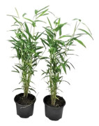 Bambu icke-spårande - Set med 2 - Fargesia 'Blue Dragon' - Höjd 30-40cm - d13cm
