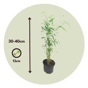 Bambu icke-spårande - Set om 6 - Fargesia 'Blue Dragon' - Höjd 30-40 cm - d13 cm