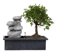 Bonsai med vattensystem - Zenstenar - Inomhusväxt - Höjd 25-35cm