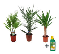 Inomhuspalmer Mix - Set om 3 - Pokon - Höjd 50-70cm - d14cm