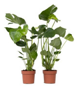 Plante med hål - Set med 2 - Monstera deliciosa - Höjd 50-60cm - d17cm