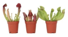 Sarracénie purpur - Set om 3 - Sarracenia purpurea - Höjd 15-20cm - d5,5cm