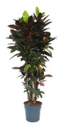Croton - Codiaeum variegatum 'Mrs. Iceton' - Höjd 140-150cm - d31cm
