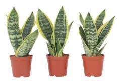 Svärmor språk - Set med 3 - Sansevieria 'Superba' - H35-40cm - d12cm