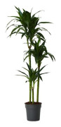 Dragonnier - Dracaena deremensis 'Janet Craig' - Höjd 140-150cm - d24cm