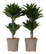 Dragonnier - Set om 2 - Dracaena surculosa - Höjd 50-65cm - d17cm