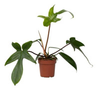 Grön växt - Philodendron 'Florida Green' - Höjd 20-30cm - d12cm