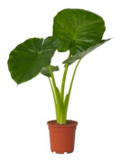 Elefantplanta - Alocasia 'Odora' - Höjd 55-75cm - d17cm