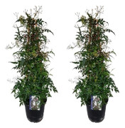 Jasminstjärna - Set om 2 - Jasminum polyanthum - Höjd 60-70cm - d17cm