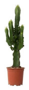 Euphorbia ingens - Set om 2 - Euphorbia ingens - Höjd 50-60cm - d17cm