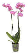 Orkidé fjäril - Phalaenopsis - Höjd 50-60cm - d12cm
