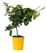 Citronträd - Citrus limon - Höjd 60-70cm - d19cm