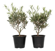 Olivier - Set om 2 - Olea europaea - Höjd 25-40 cm - d14 cm