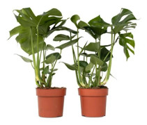 Hålig växt - Set om 2 - Monstera deliciosa - Höjd 70-80cm - d21cm