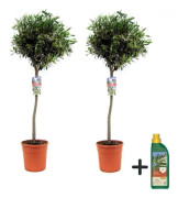 Olivier - Set om 2 - Olea europaea - Höjd 90-100cm - d21cm