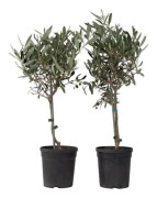 Olea Europaea - Set om 2 - Olivträd på stam - Kruka 14cm - Höjd 50-60cm