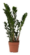 Plante ZZ - Zamioculcas Zamiifolia - Höjd 55-65cm - d17cm