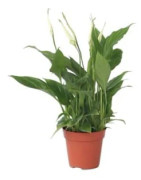 Månfärja - Spathiphyllum 'Torelli' - Höjd 30-45cm - d12cm