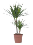 Dragonnier - Dracaena marginata - Höjd 70-80cm - d17cm