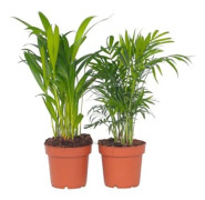 Inomhuspalmer - Set av 2 - Dypsis, Chamaedorea - Höjd 25-40cm - d12cm