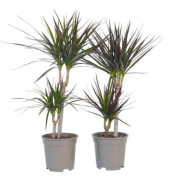 Dragonnier - Set om 2 - Dracaena marginata - Höjd 70-80cm - d17cm