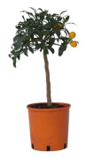 Citronträd - Citrus microcarpa fortunella 'Kumquat' - Höjd 50-60 cm - d19 cm