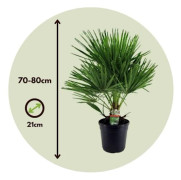 Chamaerops Humilis - Trädgårdspalm - Pokon - Kruka 21cm - Höjd 70-80cm