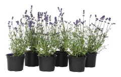 Riktig lavendel - Set med 12 - Lavandula angustifolia - Höjd 10-15cm - d10,5cm