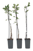 Pommier - Set om 6 - Malus - Höjd 60-70cm - d9cm
