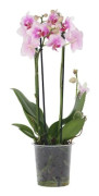 Phalaenopsis Multiflora - Rosa orkidé - Kruka 12cm - Höjd 35-45cm