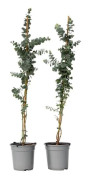 Gommier - Set om 2 - Eucalyptus cinerea 'Silver Dollar' - H100-110cm - d19cm