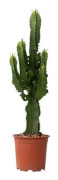 Euphorbia ingens - Euphorbia ingens - Höjd 50-60cm - d17cm