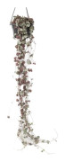 Hjärtlänk - Ceropegia linearis Woodii - Höjd 20-30cm - d14cm