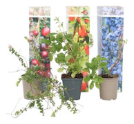 Blandning av fruktväxter - Set om 6 - Actinidia Vaccinium - H25-40cm - d9cm