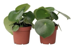 Pépéromie - Set om 2 - Peperomia polybotrya - Höjd 20-30cm - d12cm