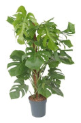 Hålväxt - Monstera deliciosa - Höjd 120-130 cm - d24 cm