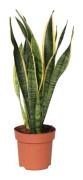 Svärmorstunga - Sansevieria trifasciata Laurentii - H40-50cm - d14cm