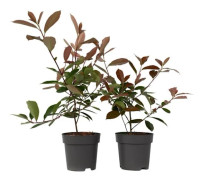 Valnötblad - Set om 6 - Photinia fraseri 'Red Robin' - H30-40cm - d17cm