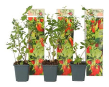 Goji-bär - Set med 6 - Lycium barbarum - Höjd 25-40cm - d9cm