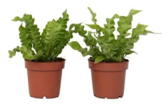 Fougère nid d'oiseau - Set om 2 - Asplenium 'Crispy Wave' - H25-40cm - d12cm