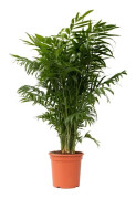 Palmträd - Chamaedorea elegans - Höjd 80-90cm - d20cm