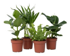 Inomhusväxter - Set om 4 - Areca Asplenium Clusia Musa - H25-40cm - d12cm
