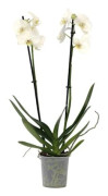 Orkidé fjäril - Phalaenopsis - Höjd 50-60cm - d12cm